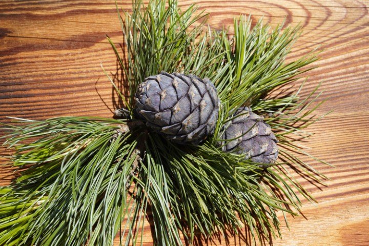 Zirbenzapfen auf einem Holzbrett
