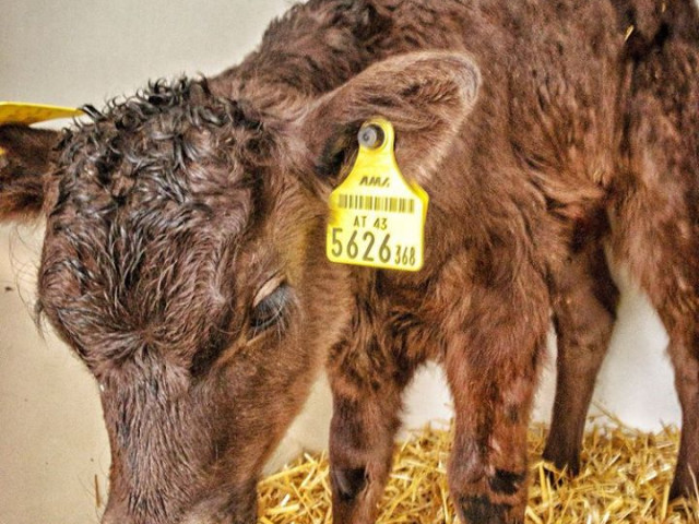Chalet Steinerner Meer Blick